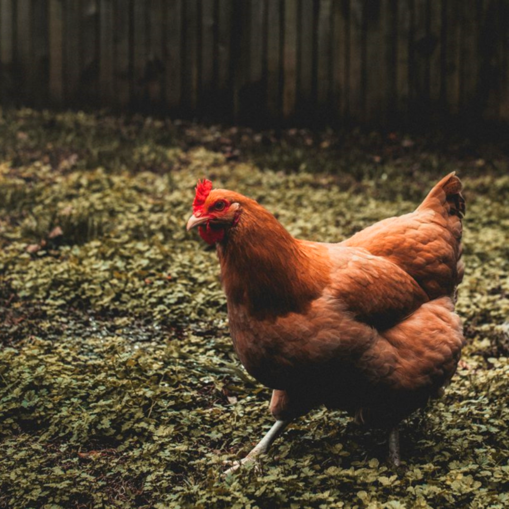 Homestead Farm Chicken
